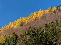 Leuchtender Lärchengürtel über dem Klausgraben im Priental
